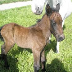 Anden særlig race claus R.I.P