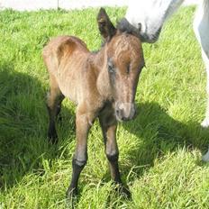 Anden særlig race claus R.I.P