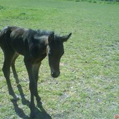 Dansk Varmblod Crelina <3 