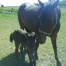 Dansk Varmblod Crelina <3 