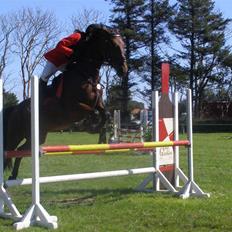 Dansk Varmblod Princess Isabella(preben)