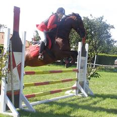 Dansk Varmblod Princess Isabella(preben)