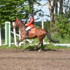 Dansk Varmblod Princess Isabella(preben)