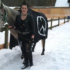 Arabisk fuldblod (OX) TU Impulsiv (Kalif)