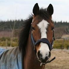 Hollandsk Sportspony Macho