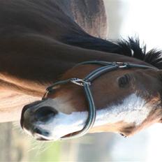 Hollandsk Sportspony Macho