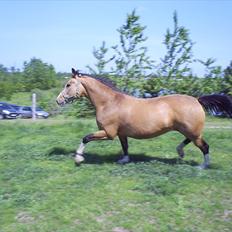 Palomino Østrupgårds Medea