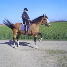 Palomino Østrupgårds Medea