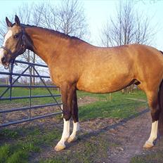 Palomino Østrupgårds Medea