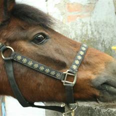 New Forest Firfod frisind