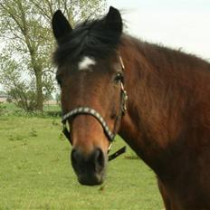 New Forest Firfod frisind