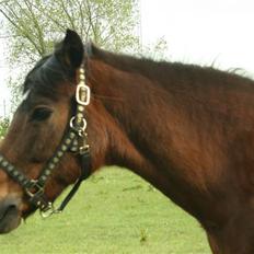 New Forest Firfod frisind