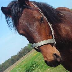 New Forest Lundgaards Cointreau