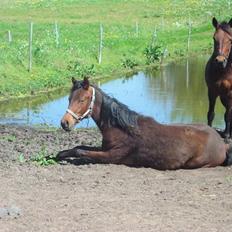 New Forest Lundgaards Cointreau