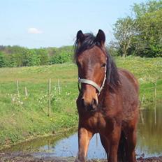 New Forest Lundgaards Cointreau