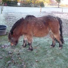 Shetlænder Tarzan * DØD *