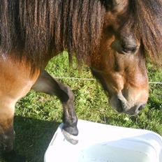 Shetlænder Tarzan * DØD *