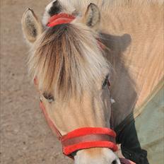 Fjordhest Candis <3