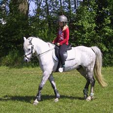 Welsh Pony (sec B) Skovbjergs Choice