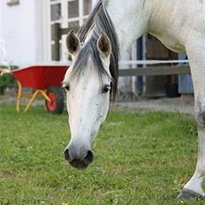 Pura Raza Española Janeda