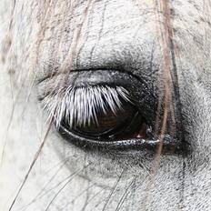 Pura Raza Española Janeda