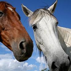 Pura Raza Española Janeda