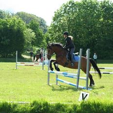 Anden særlig race Prince Charming  (solgt ) 