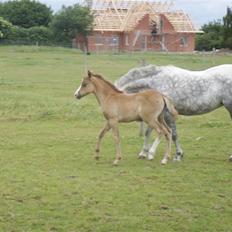 Welsh Pony af Cob-type (sec C) elisabeths zindy