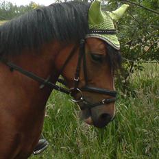 DSP »Lapaloma *gammel Part*<3