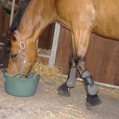 DSP »Lapaloma *gammel Part*<3