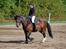 Irish Cob Loke  (Gammel part) - foto: Jeannette