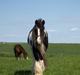 Irish Cob Danny Boy R.I.P
