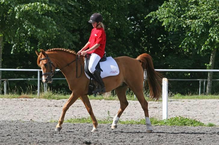 Sportsaraber (A) Taram Du Bois<33 - dressur på vilhemsborg(?) billede 6