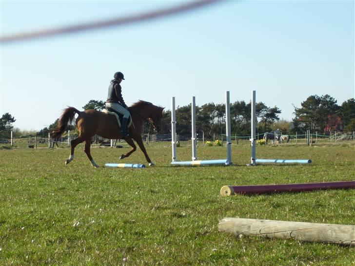 Sportsaraber (A) Taram Du Bois<33 - bomme træning billede 7