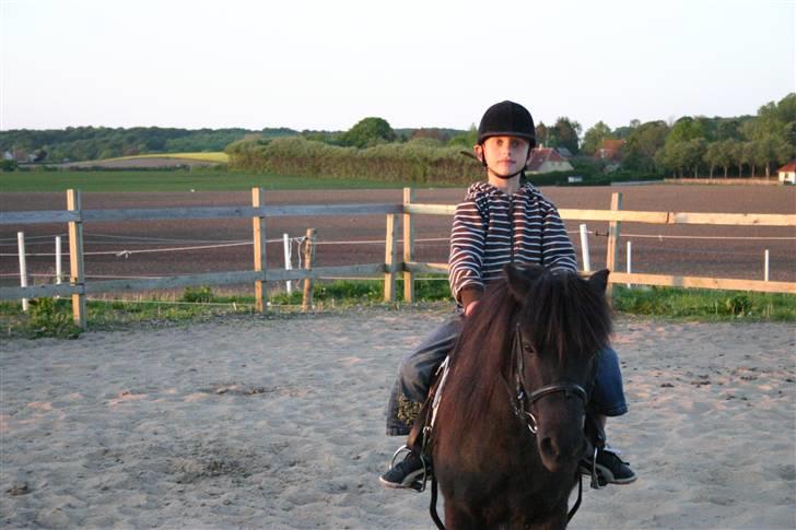 Shetlænder Jack  billede 2