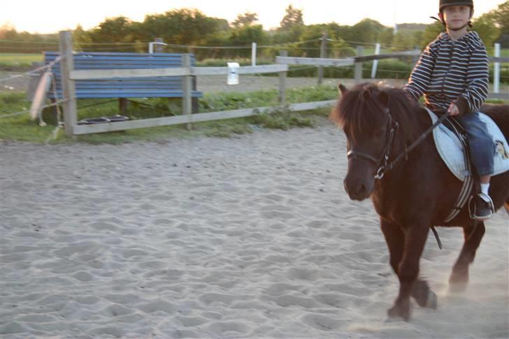 Shetlænder Jack  billede 5