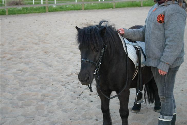 Shetlænder Jack  billede 7