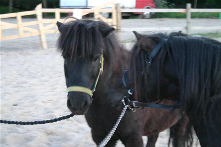 Shetlænder Jack  billede 8