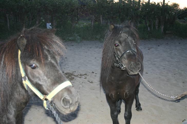 Shetlænder Jack  billede 9