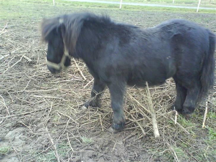 Shetlænder Jack  billede 12