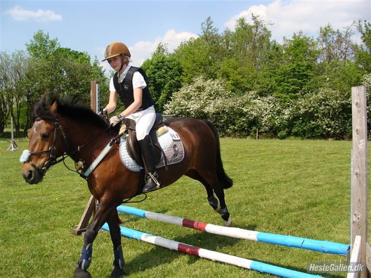 Anden særlig race Kurt ( Urt ) - Stævne i Kragelund D.12 maj 2008 Vi springer mini eller midi ? billede 20