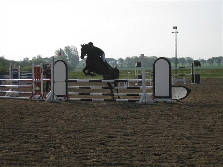 Dansk Varmblod Vejlgårds Casco billede 2