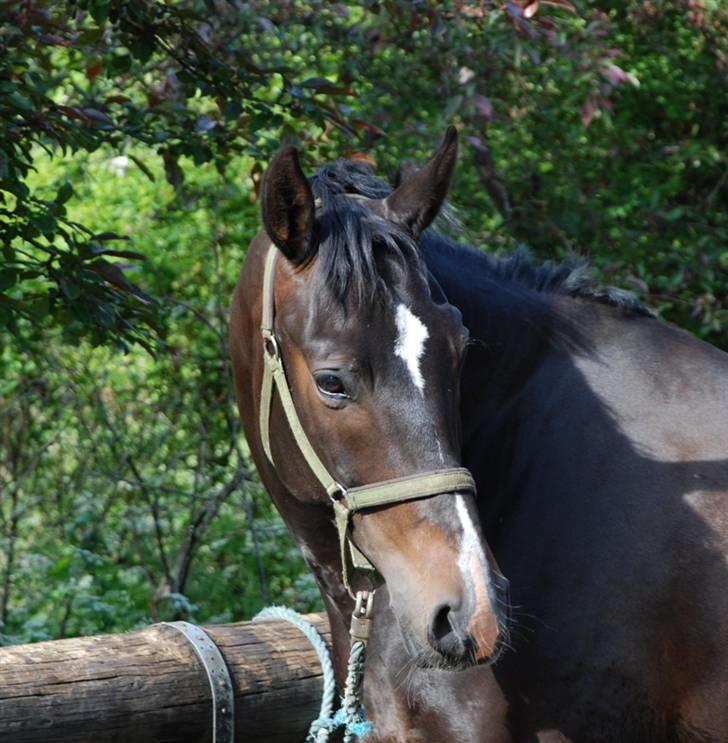 Holstener Cavallier billede 13