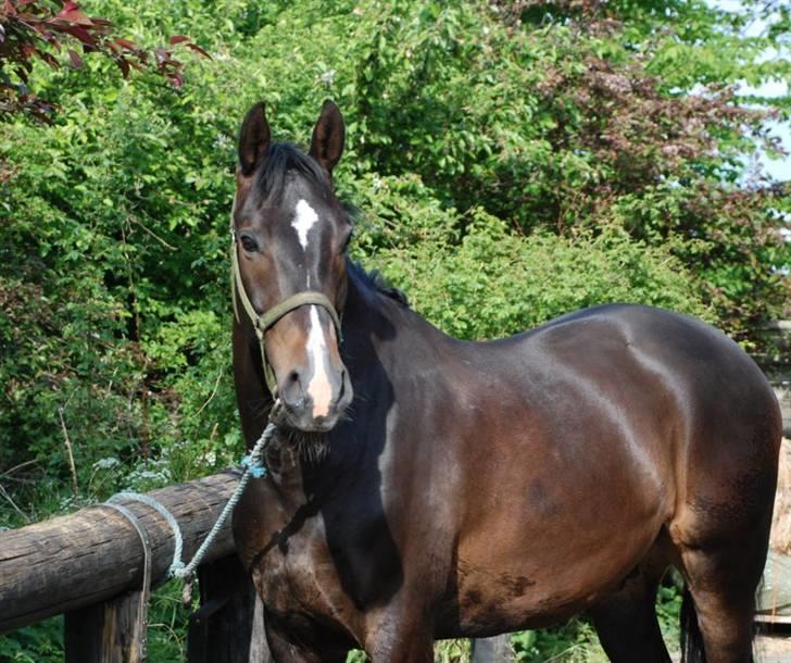 Holstener Cavallier billede 14