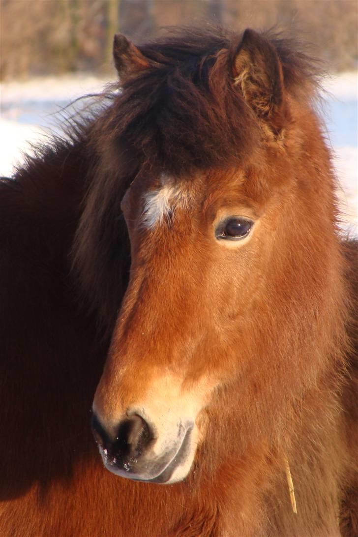 Islænder Tibrá fra Nr. Felding - foto: mig. billede 7