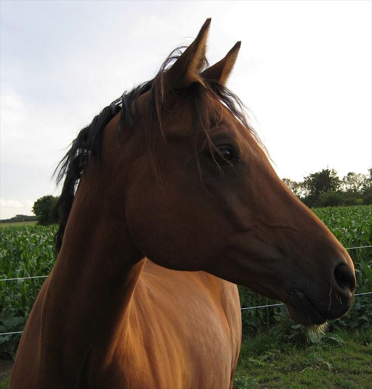 Hollandsk Sportspony Lukas  - 16) Lukas den første sommer på Gaarden :) billede 17
