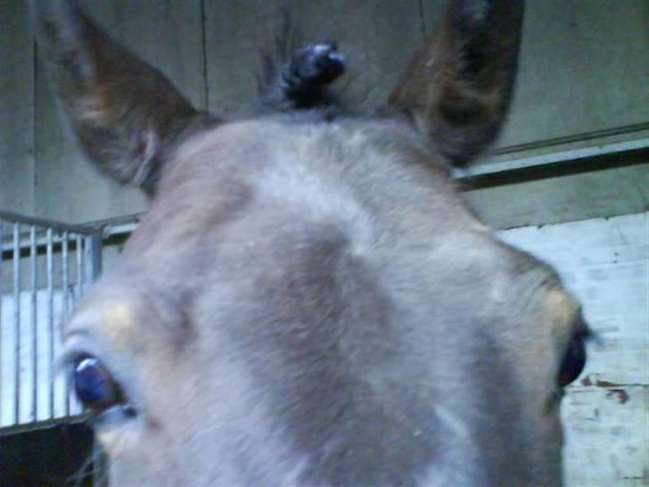 DSP Bæklunds Matina <33 - Rosenknub, lavet af nille - foto: pernille.d; billede 17