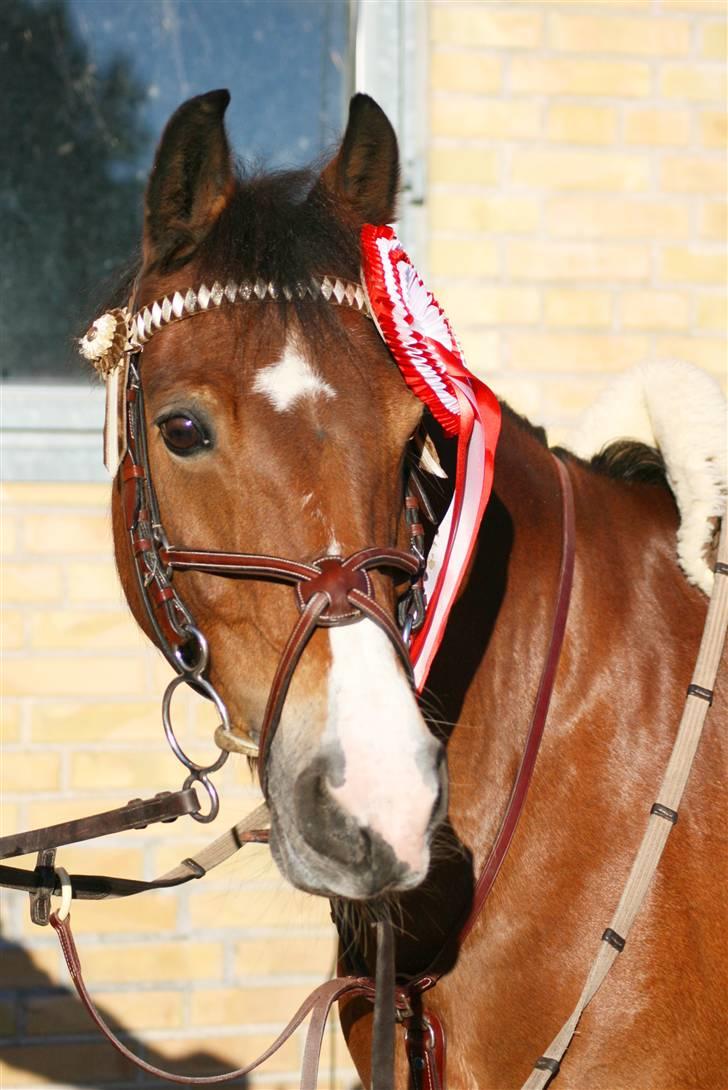 Anden særlig race Unique - Vi vandt klubmesterskaberne i spring :) - kaytrinfoto billede 5