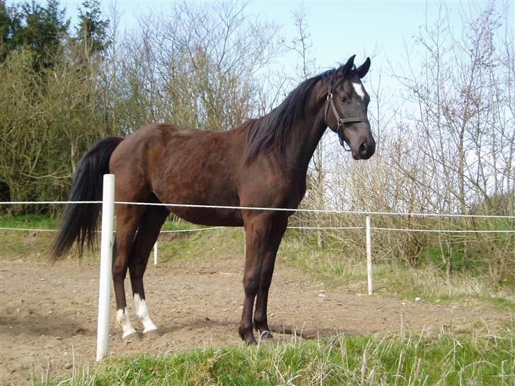Dansk Varmblod Albert SOLGT - April 2008 billede 14