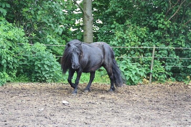 Shetlænder Morillo af Nørvang billede 4